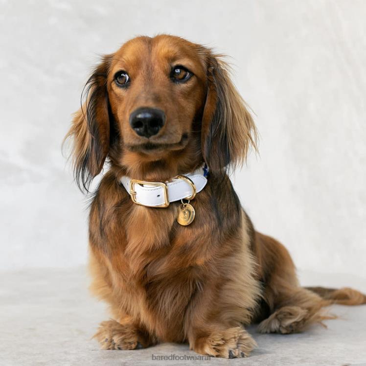 Bared Footwear unisexo collar de perro cuero blanco 4Z004321