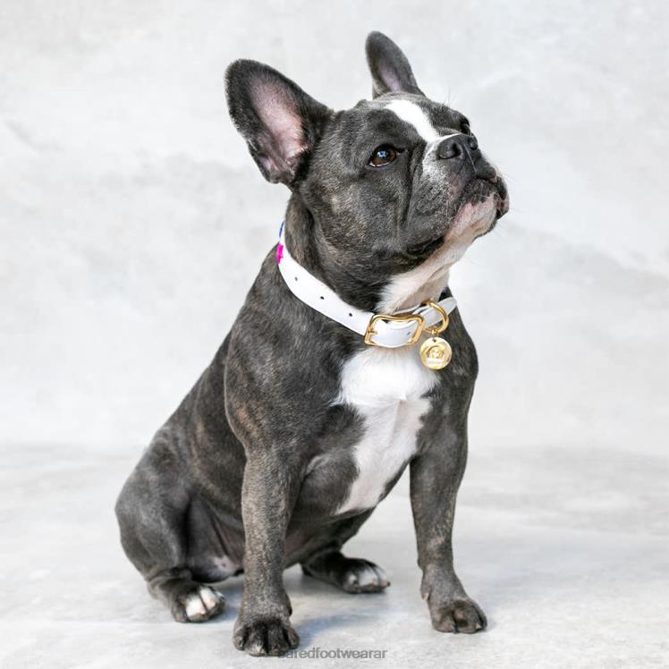 Bared Footwear unisexo collar de perro cuero blanco 4Z004321