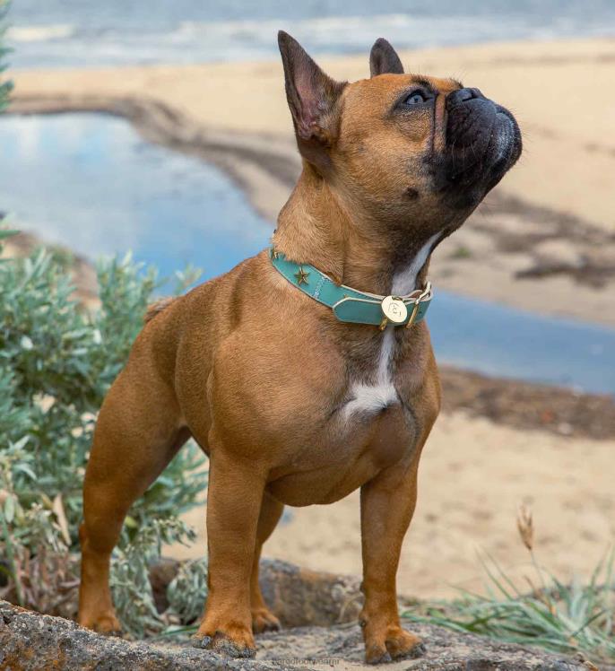 Bared Footwear unisexo collar de perro cuero de espuma de mar 4Z004322