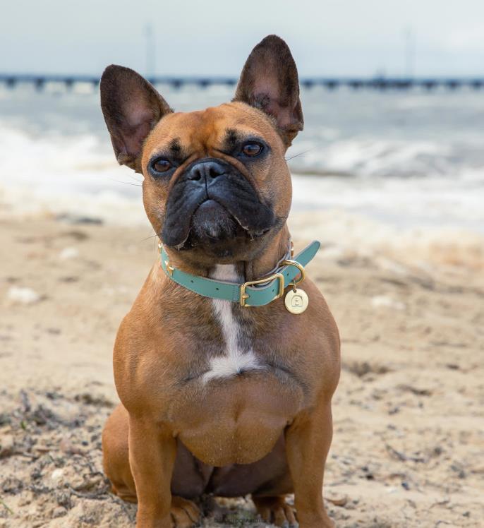 Bared Footwear unisexo collar de perro cuero de espuma de mar 4Z004322