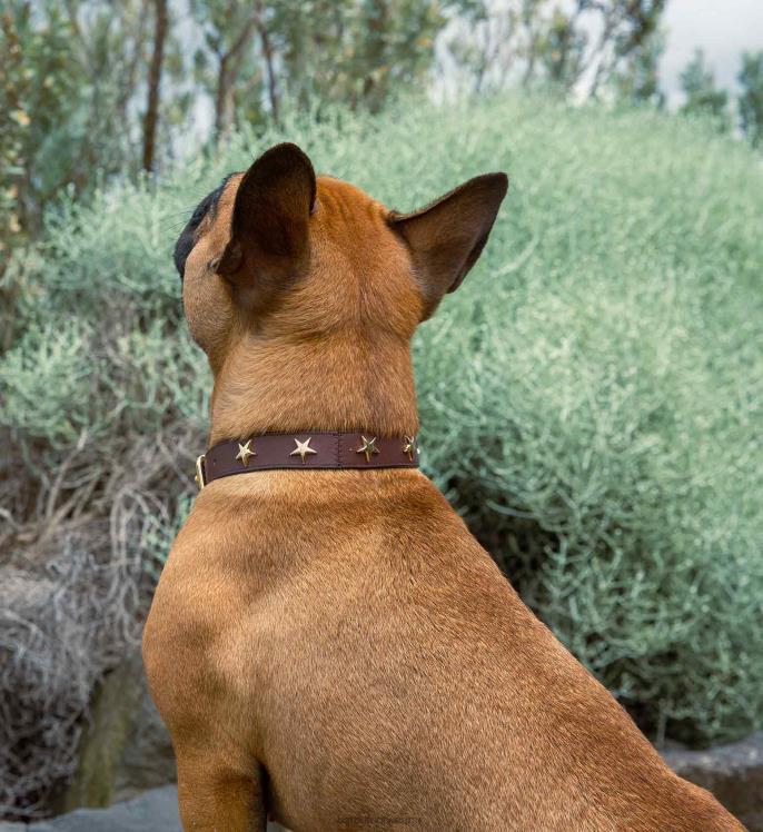 Bared Footwear unisexo collar de perro cuero marrón 4Z004358