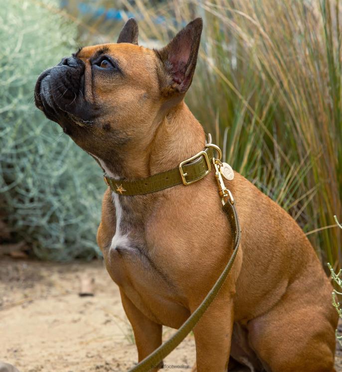Bared Footwear unisexo collar de perro y plomo cuero repujado de cocodrilo verde 4Z004326