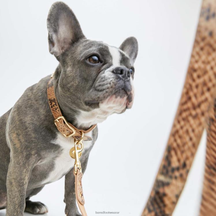 Bared Footwear unisexo collar de perro y plomo piel con estampado de serpiente 4Z004327