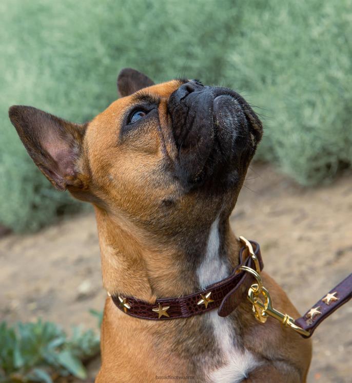 Bared Footwear unisexo collar de perro y plomo piel de cocodrilo burdeos 4Z004324